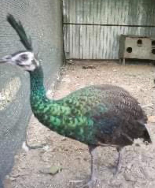 B6952AA4-F12D-4DC9-8454-3775233A8F79 - Pauni