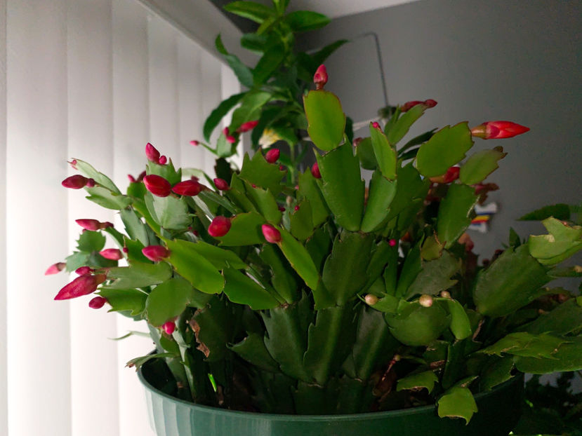  - Plante de interior 2021