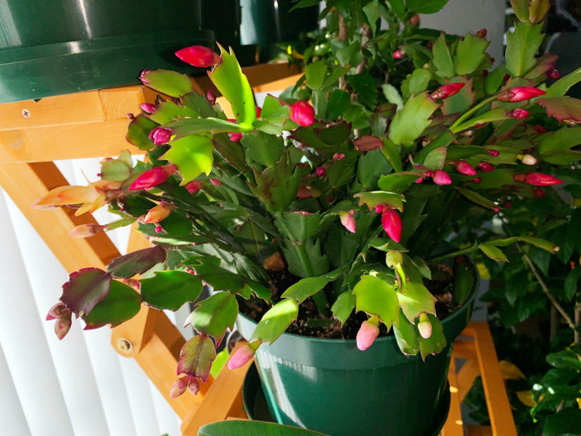  - Plante de interior 2021