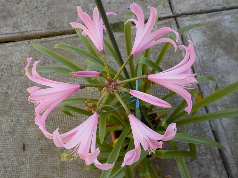  - crinul belladona 2021