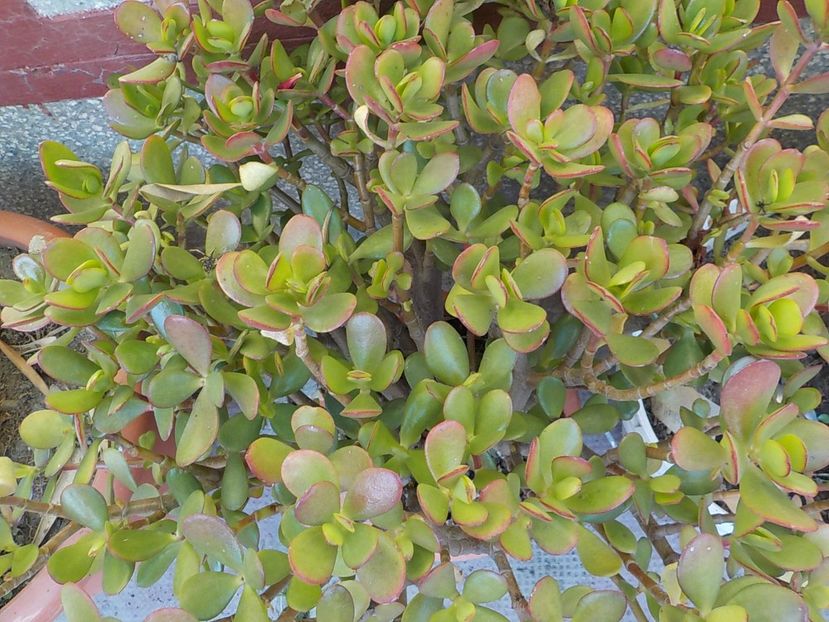  - crassula ovata