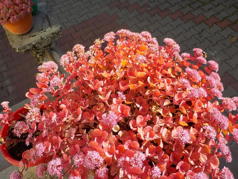  - sedum sieboldii