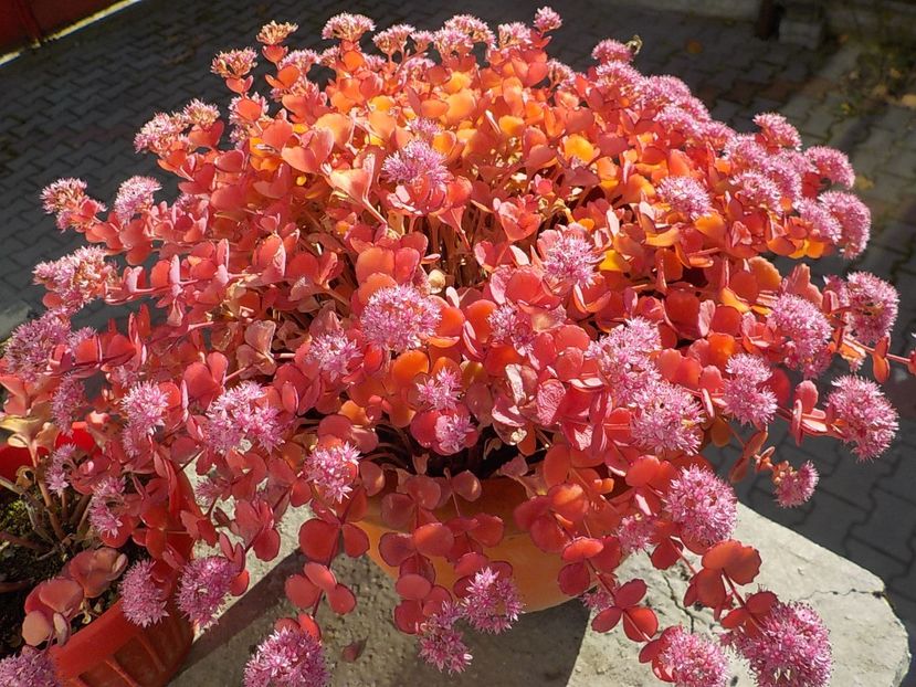  - sedum sieboldii