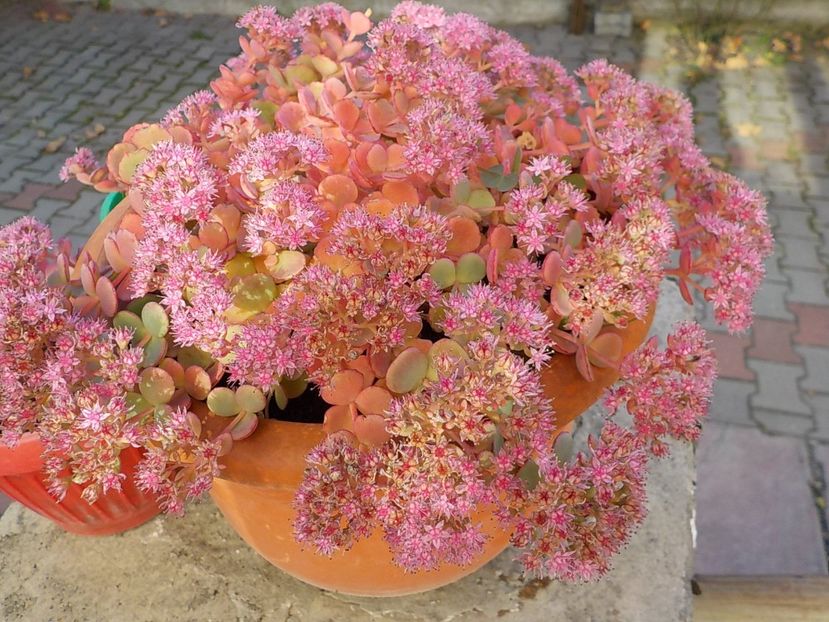 - sedum sieboldii