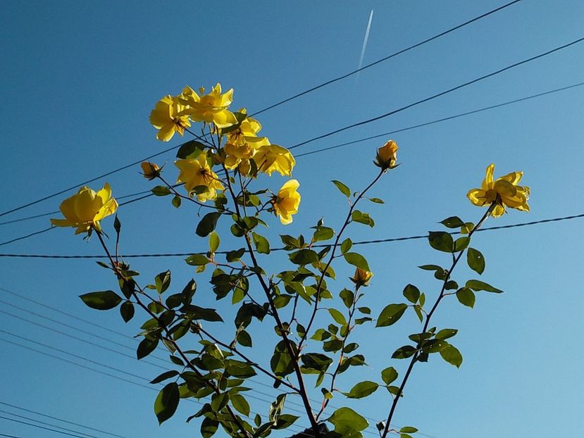 - Trandafiri in gradina mea