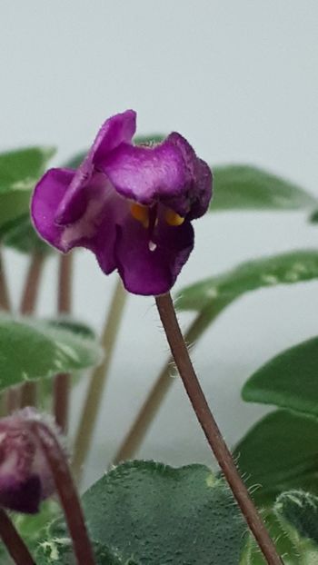  - Snuggles Lady Down