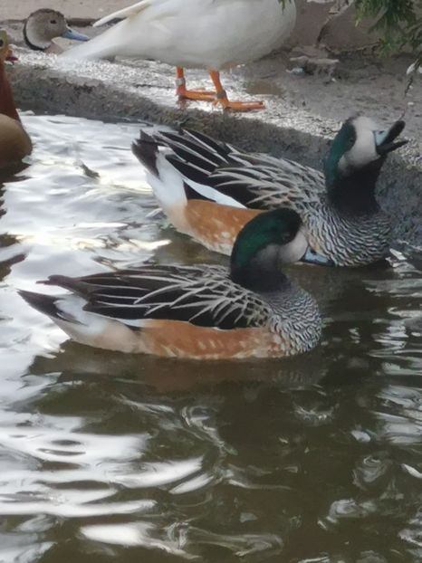  - Rata Fluieratore  De Chile