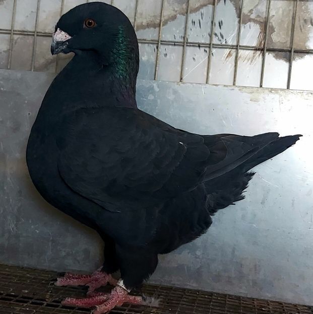  - 3---AGH DAȚI 2019 - 2025