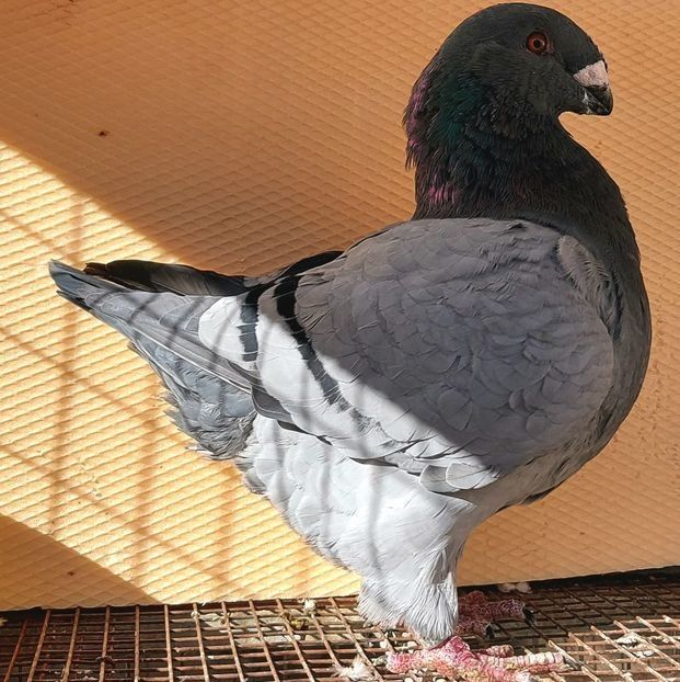  - 3---AGH DAȚI 2019 - 2025