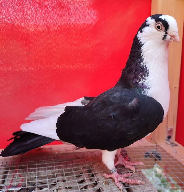 M_2020_11436 - Porumbei care mi-au aparținut 2