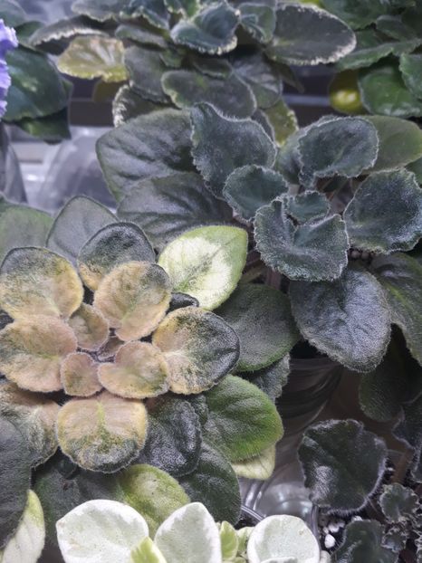  - 1 1 Violete Africane de Colecție