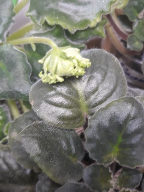  - 1 1 Violete Africane de Colecție