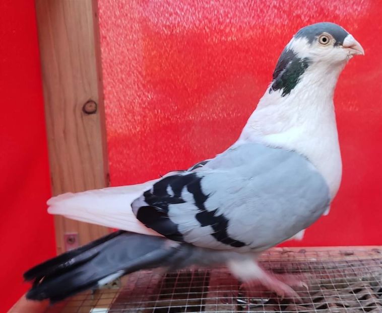 M 2018 - 1 baltat pe vanat