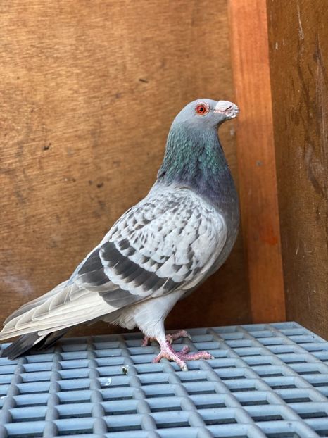 03072B96-8731-468B-8C25-B56535FD6170 - PORUMBEI DRAGONI