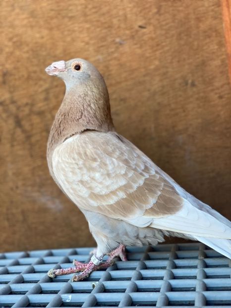 D43D8947-F9A2-4666-9E0B-36E12F63EEF6 - PORUMBEI DRAGONI