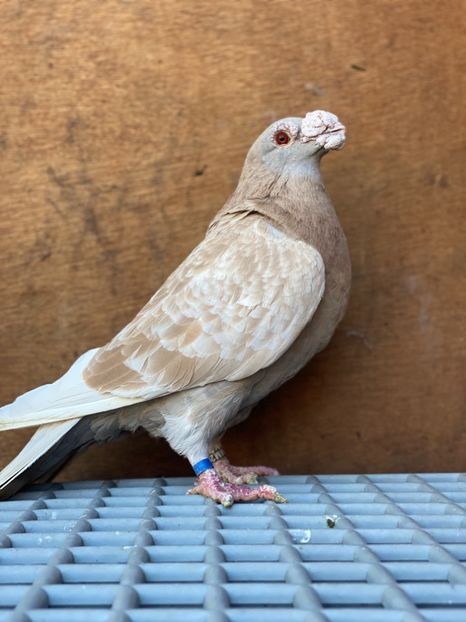 0BC8CEFD-0D22-4911-A603-17ED7292224C - PORUMBEI DRAGONI