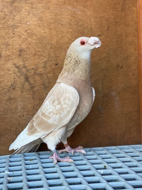 ABC6E436-7ED3-46E4-922A-7623020F5200 - PORUMBEI DRAGONI