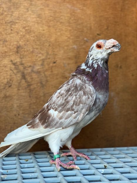 A615766E-D68A-41A7-A75F-1CB50E0D4714 - PORUMBEI DRAGONI