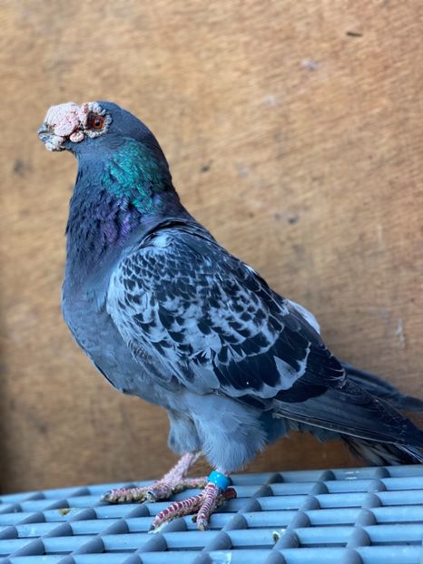 B15EB33B-50DF-4129-A59B-C7DDF48B37DB - PORUMBEI DRAGONI