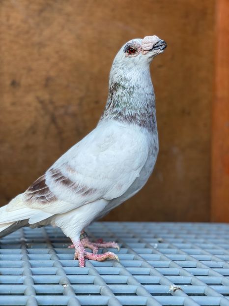 D1672D57-0155-4D5A-B97C-F6B6BF2DE5B0 - PORUMBEI DRAGONI