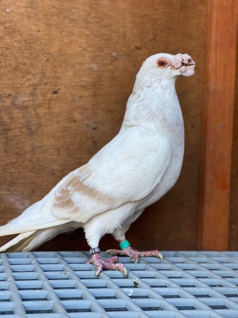 03E14FE2-6468-4ED9-AFF2-3CD85D23B4A6 - PORUMBEI DRAGONI