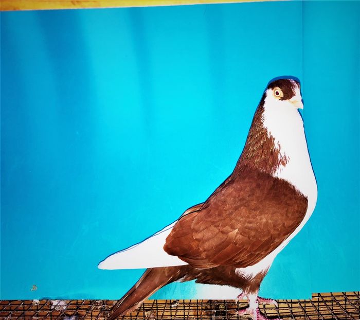 12208  mascul  2021_2 - tineret 2021