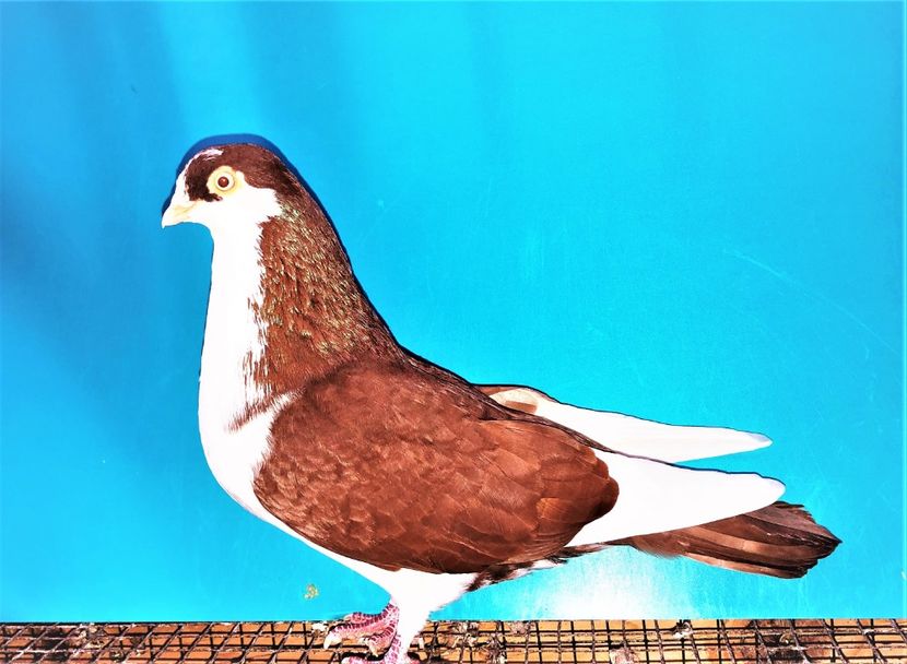 12208  mascul  2021_3 - tineret 2021