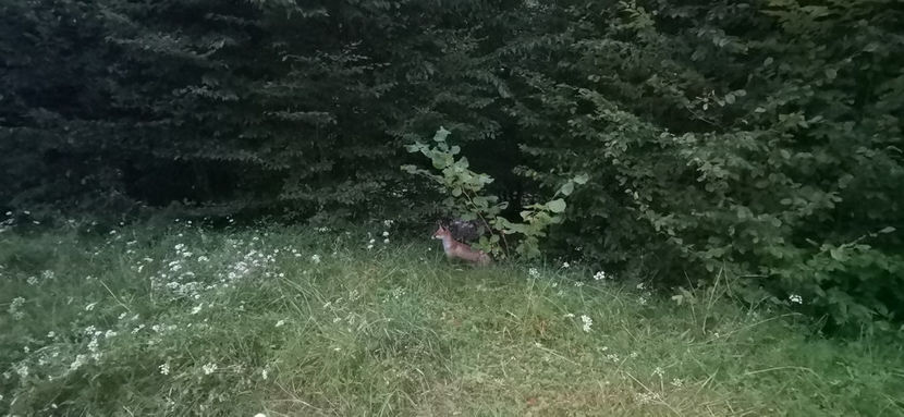 Aici am fost vizitați de câteva vulpi - Vacanța 2021 2