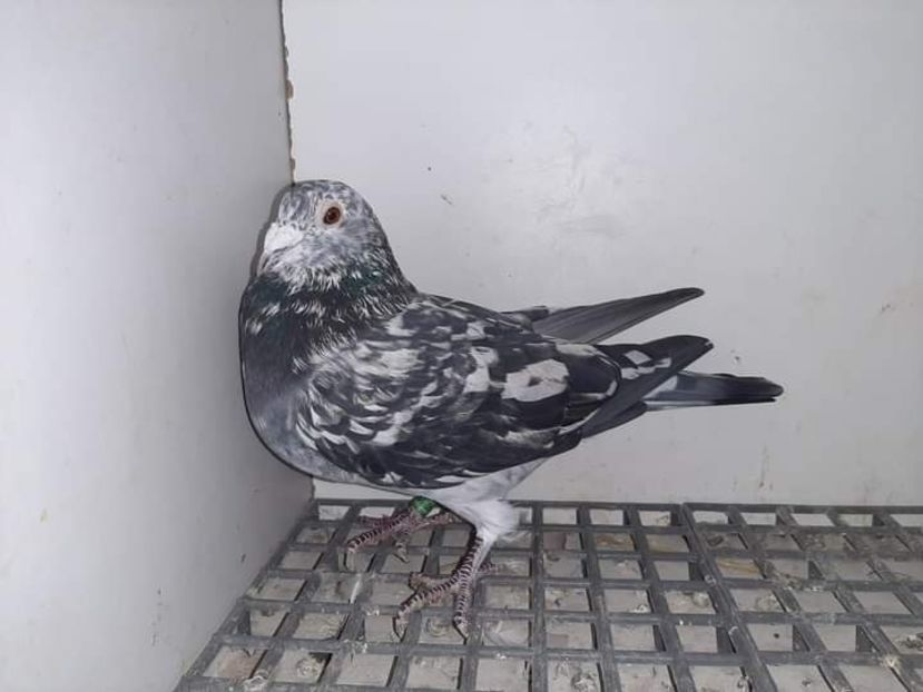  - Nu îmi aparțin 3