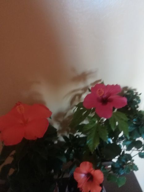  - Hibiscus 2021