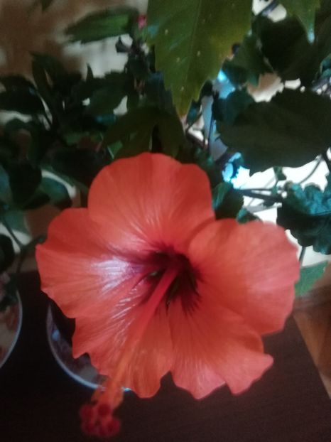 Petite Orange - Hibiscus 2021
