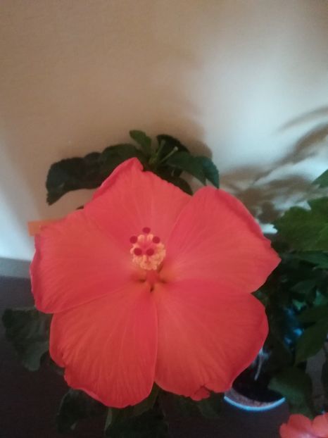  - Hibiscus 2021