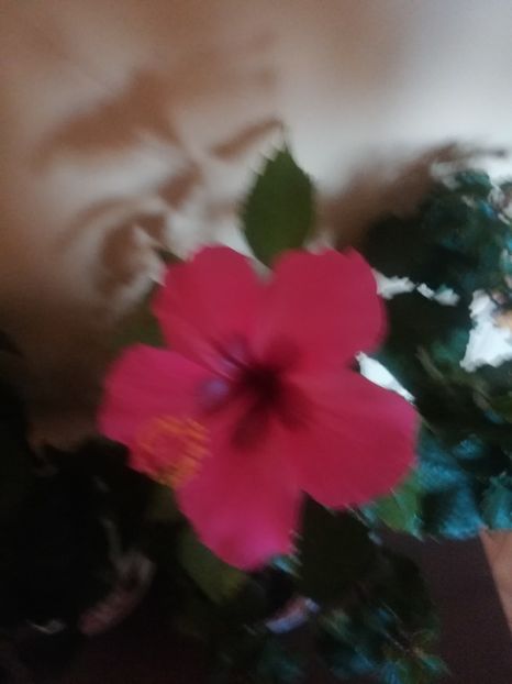  - Hibiscus 2021