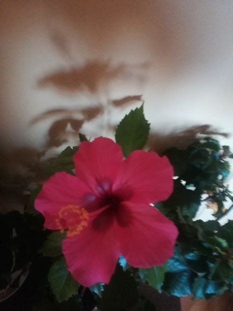 Ruby Rose - Hibiscus 2021