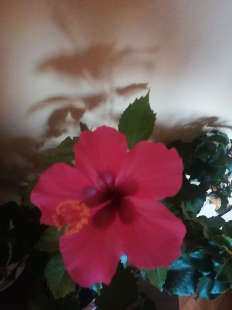 Ruby Rose - Hibiscus 2021