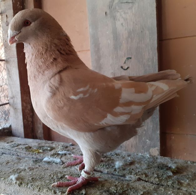 M 2021 - Agh vanduti 2019-2020-2021-2022-2024 2025