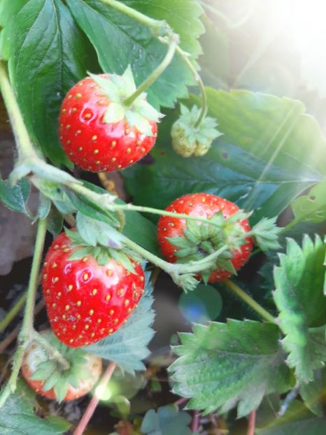 24.octombrie - Flori Primavarã -Varã 2021