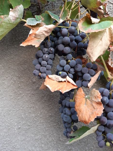  - Flori Primavarã -Varã 2021