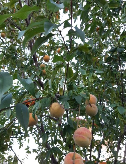  - Flori Primavarã -Varã 2021