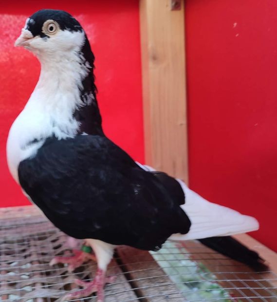 M 2013 - Porumbei care mi-au aparținut 2