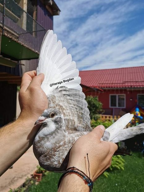  - Nu îmi aparțin 3