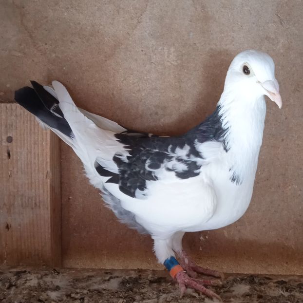 Femela 16-304....- - Porumbei vanduti