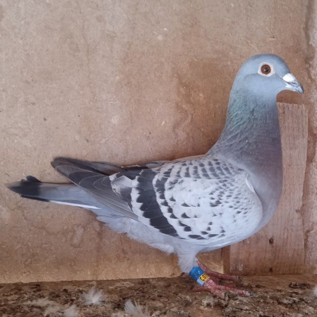 Femela 21-000....-Dragodanesti - Porumbei vanduti