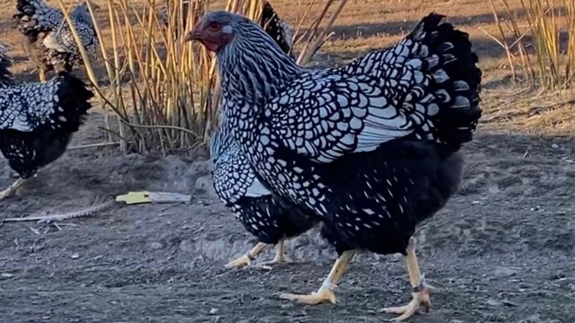  - Wyandotte argintiu 2022