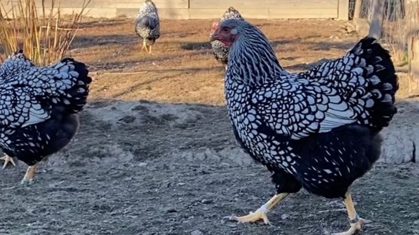  - Wyandotte argintiu 2022