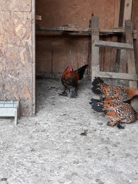  - Mii de fori portelan