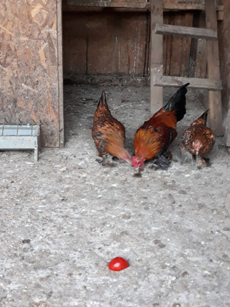  - Mii de fori portelan