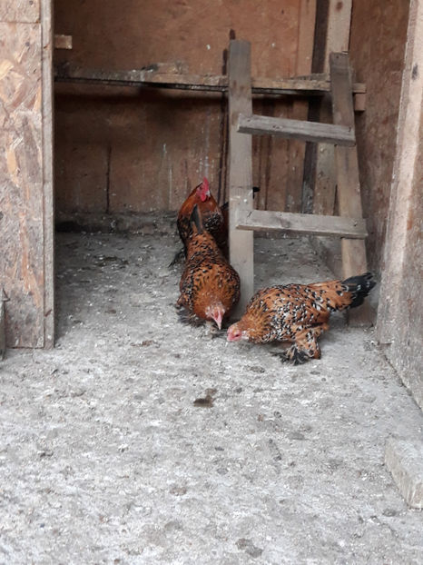  - Mii de fori portelan