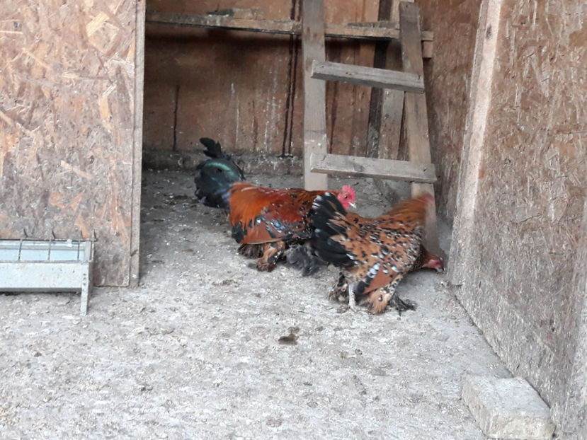  - Mii de fori portelan