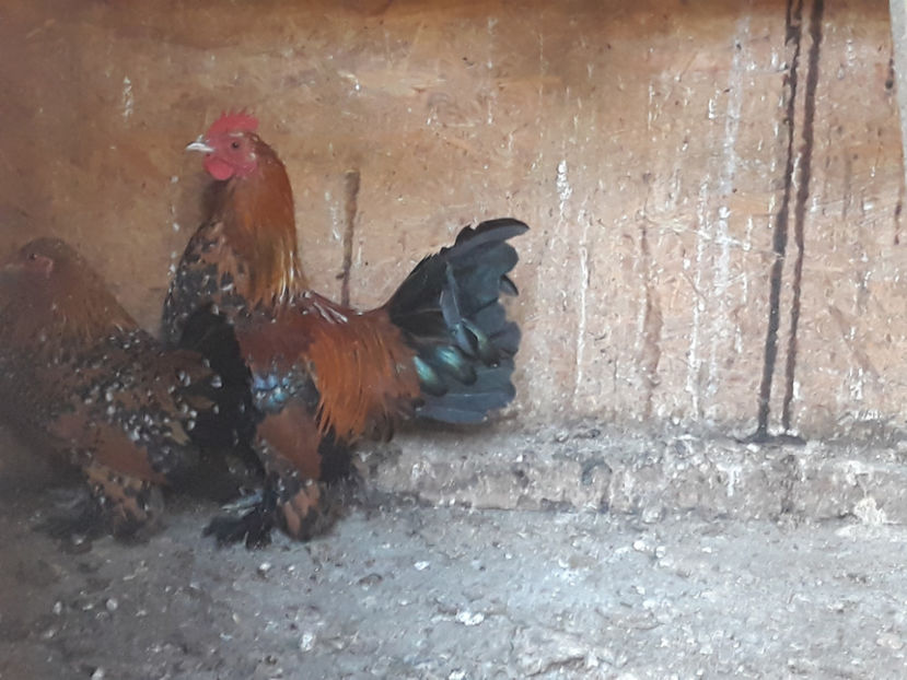  - Mii de fori portelan